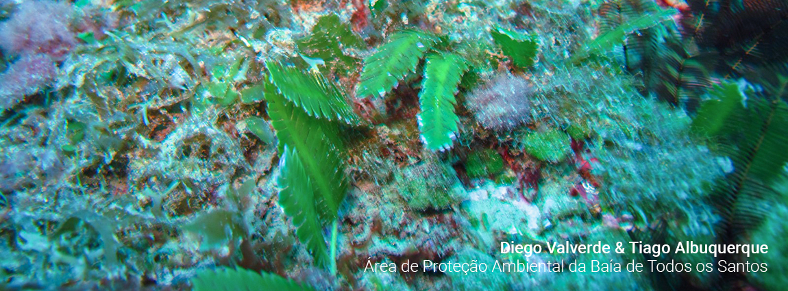 Área de Proteção Ambiental da Baía de Todos os Santos